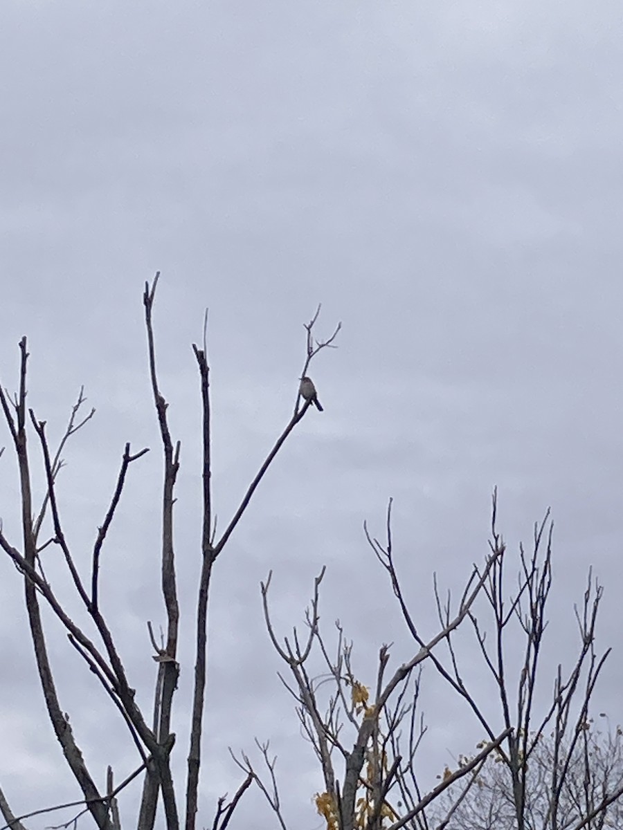 Northern Mockingbird - ML644879305