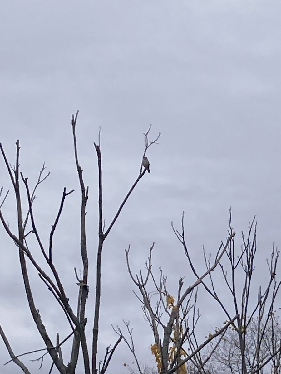 Northern Mockingbird - ML644879306