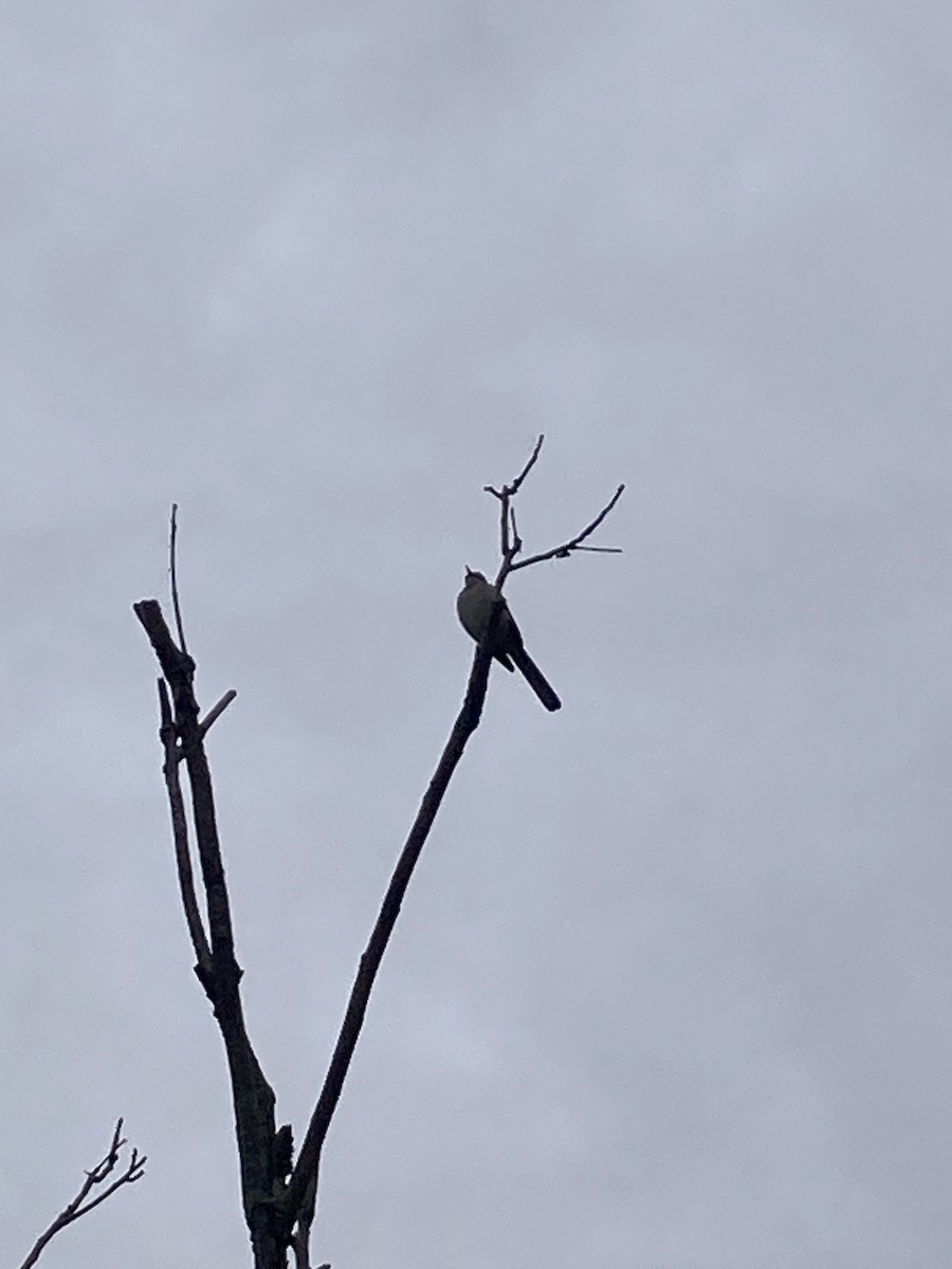 Northern Mockingbird - ML644879307