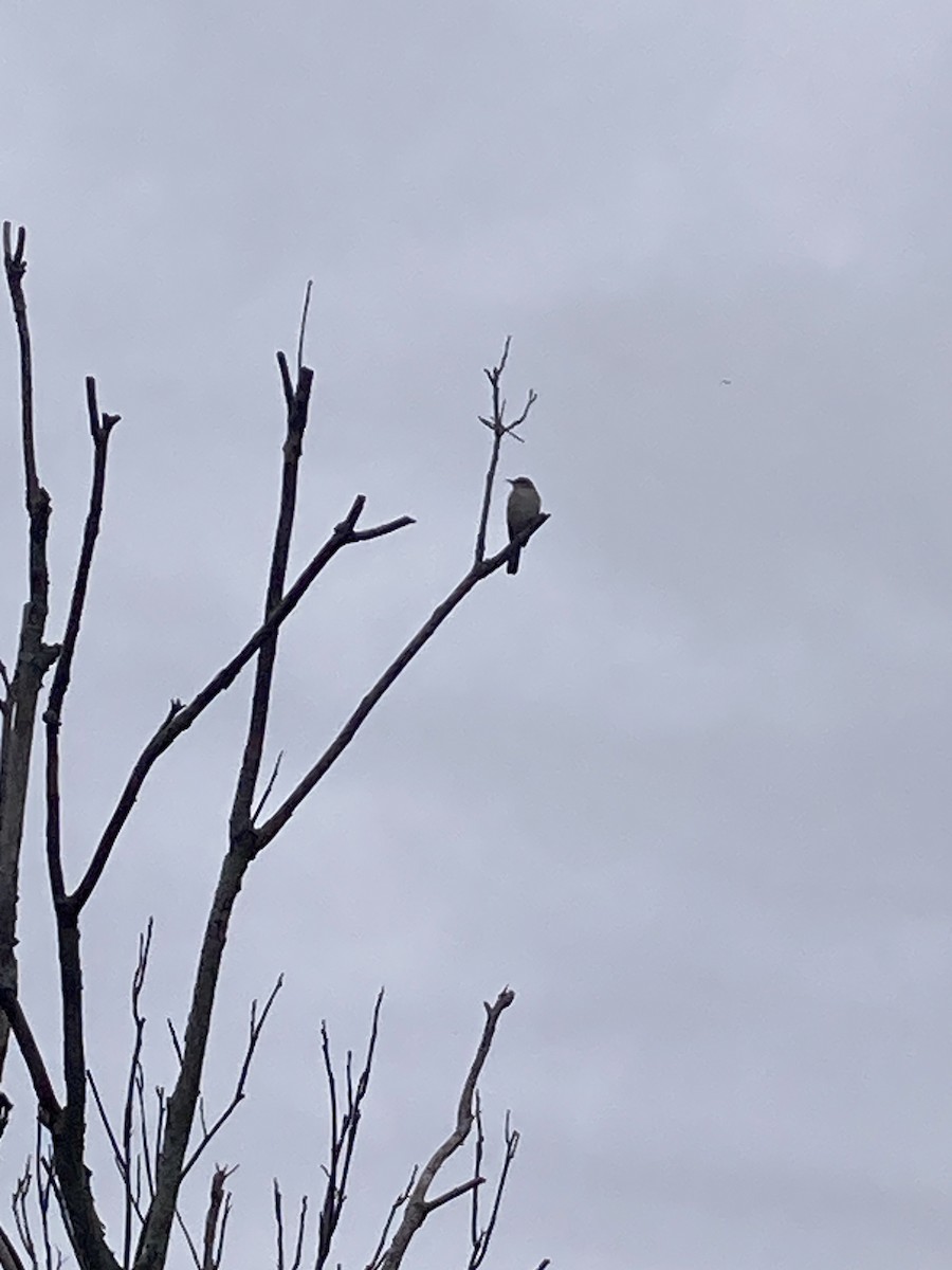 Northern Mockingbird - ML644879308