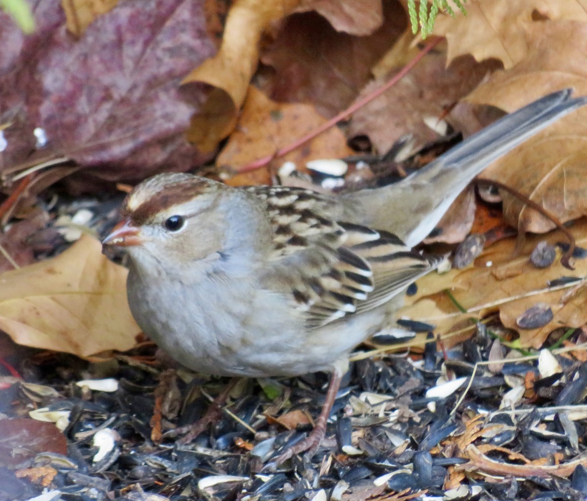 White-crowned Sparrow - ML644879313
