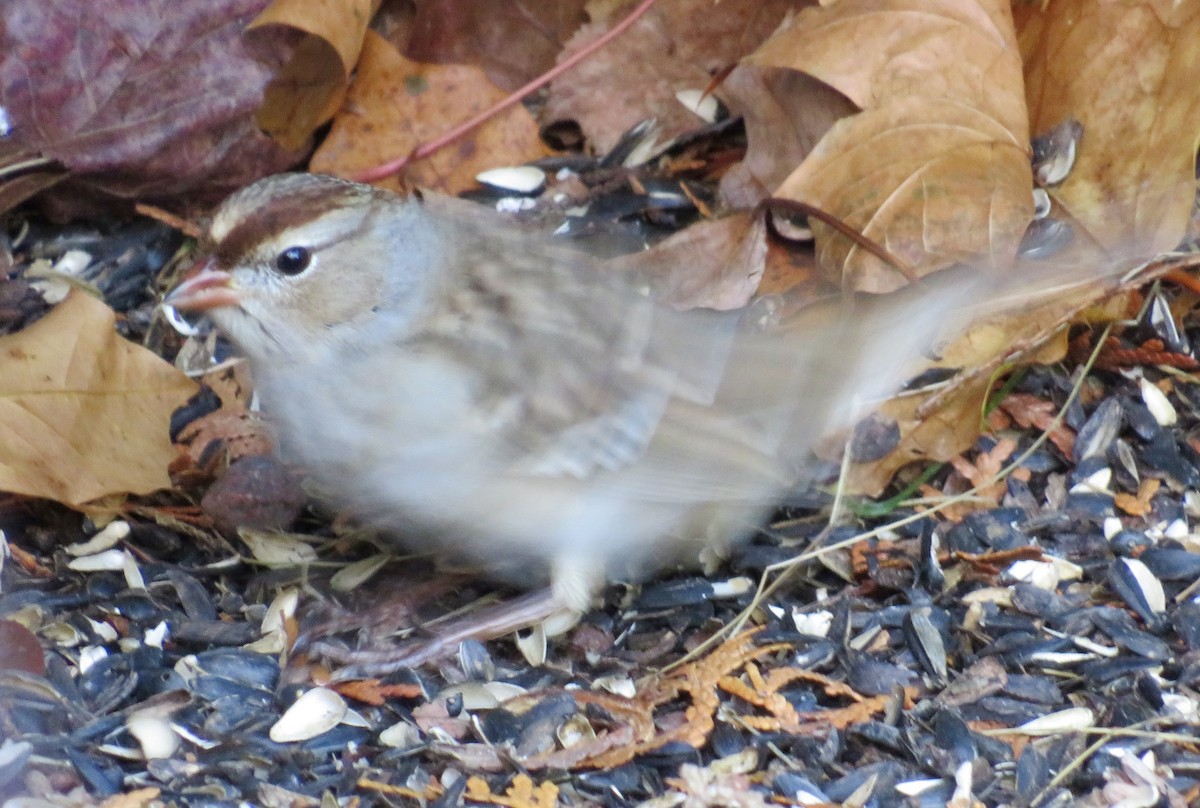 White-crowned Sparrow - ML644879314