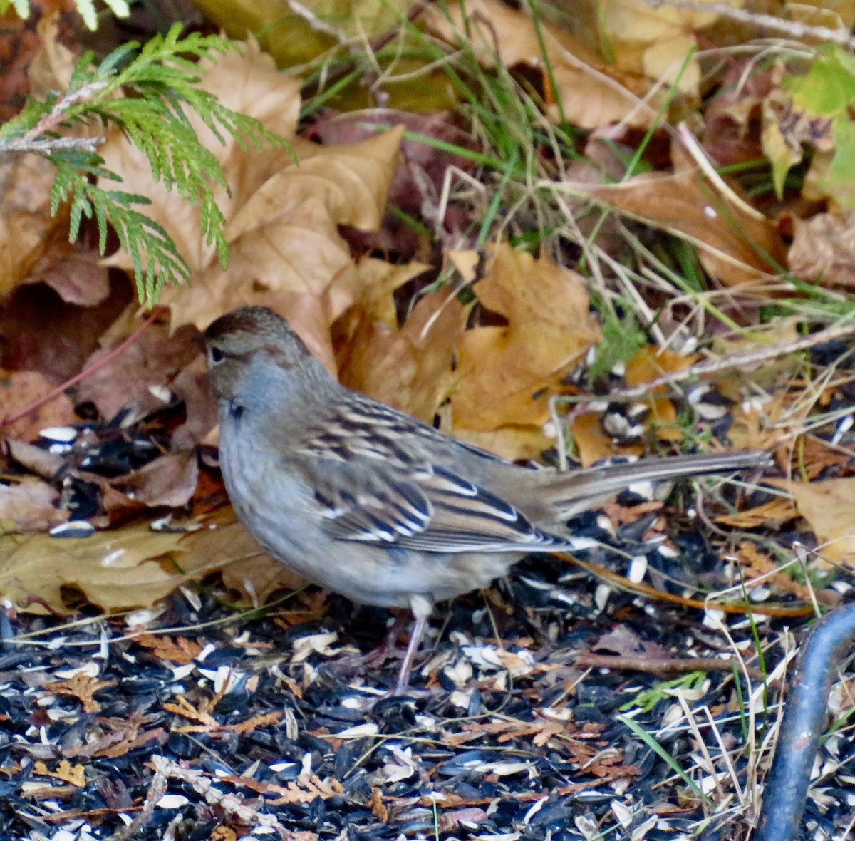 White-crowned Sparrow - ML644879315