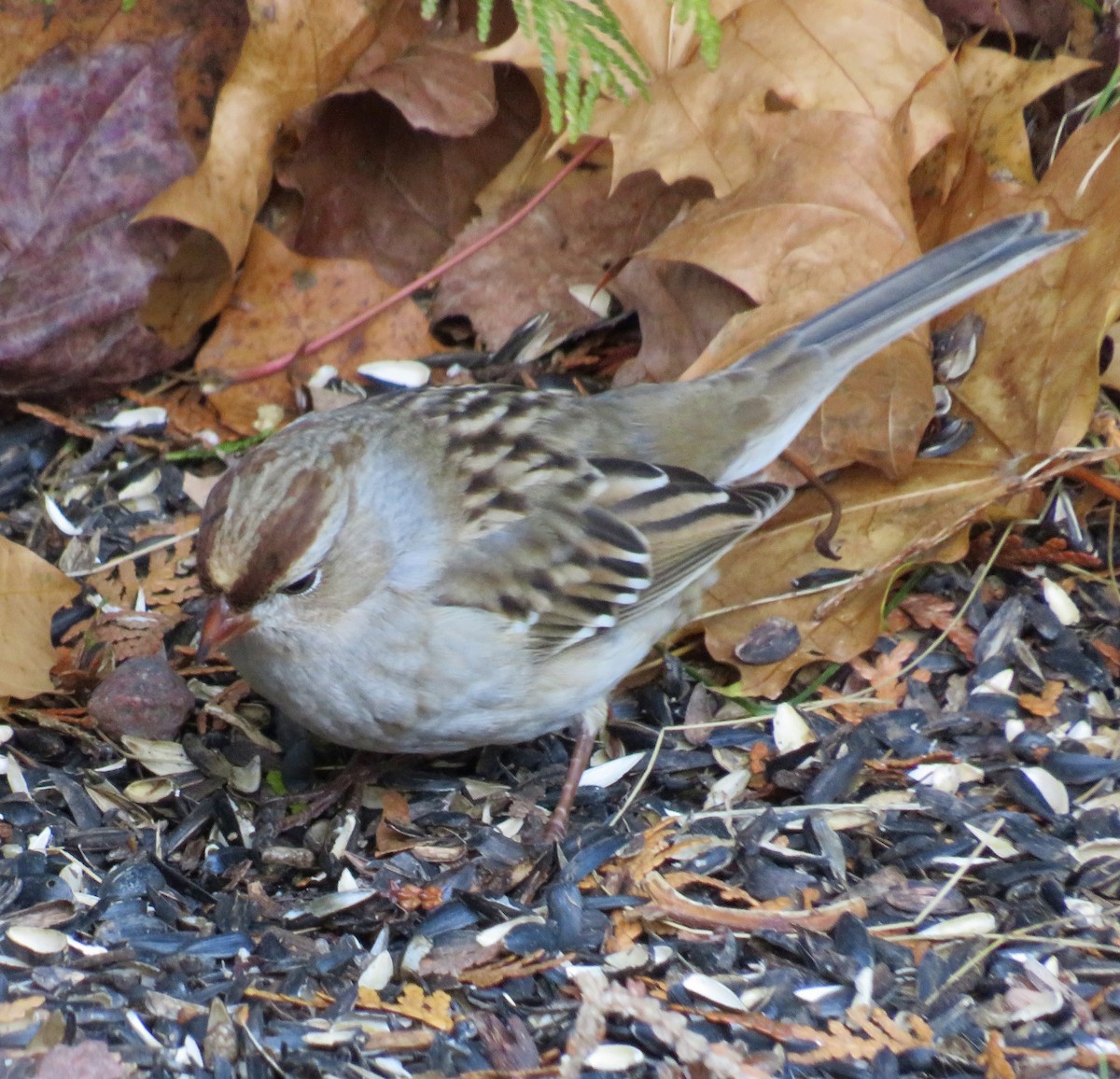 White-crowned Sparrow - ML644879316