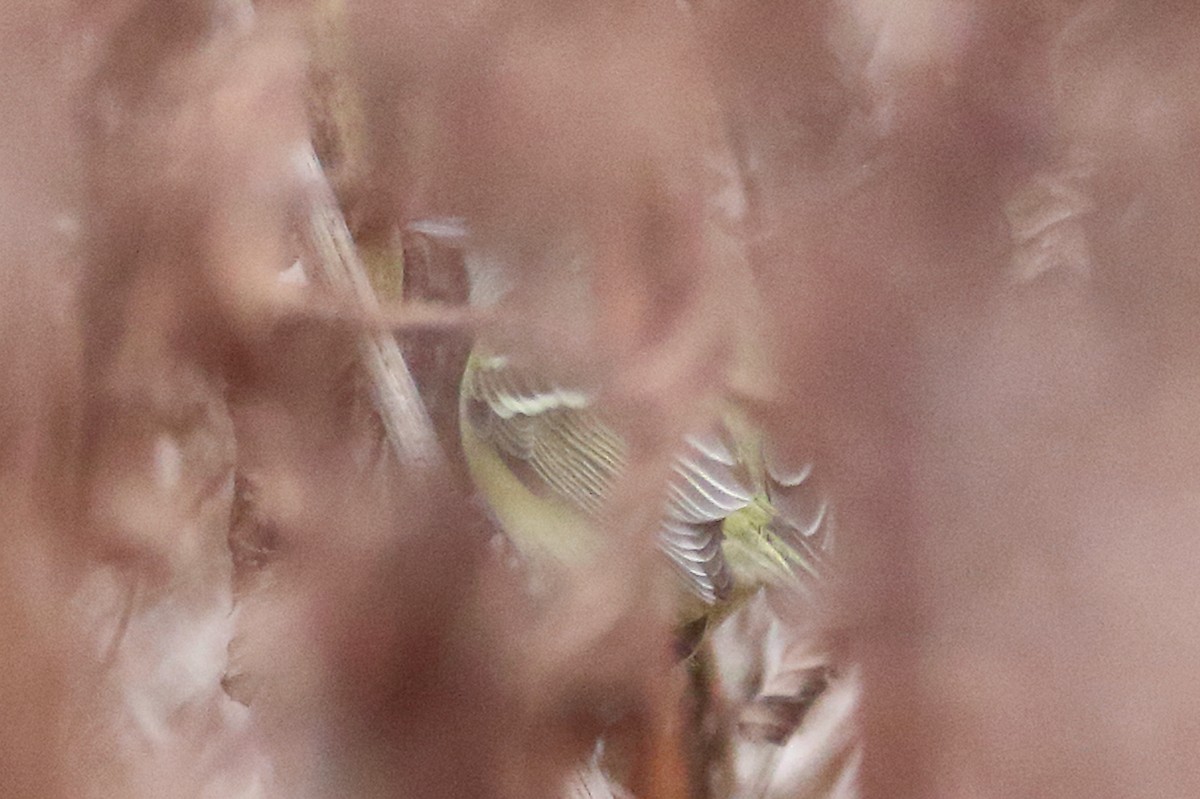 Bell's Vireo (Eastern) - ML644879327