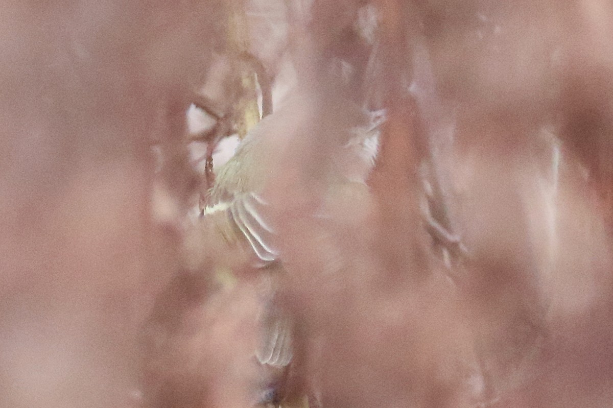 Bell's Vireo (Eastern) - ML644879332