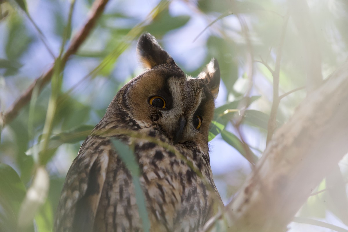 Ушастая сова - ML644879352