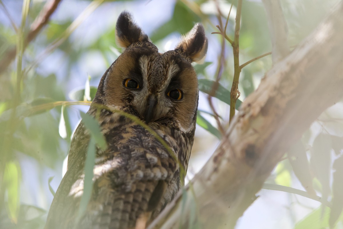 Ушастая сова - ML644879353