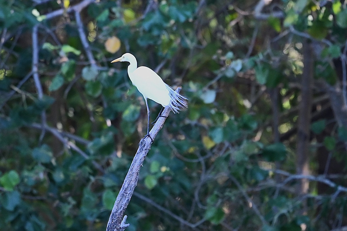 Plumed Egret - ML644879371