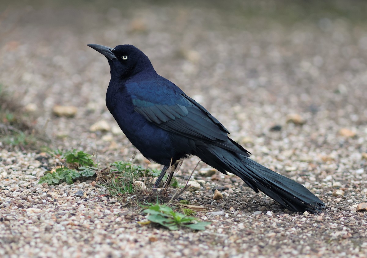 Boat-tailed Grackle - ML644879414