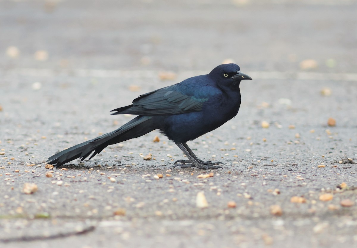 Boat-tailed Grackle - ML644879423