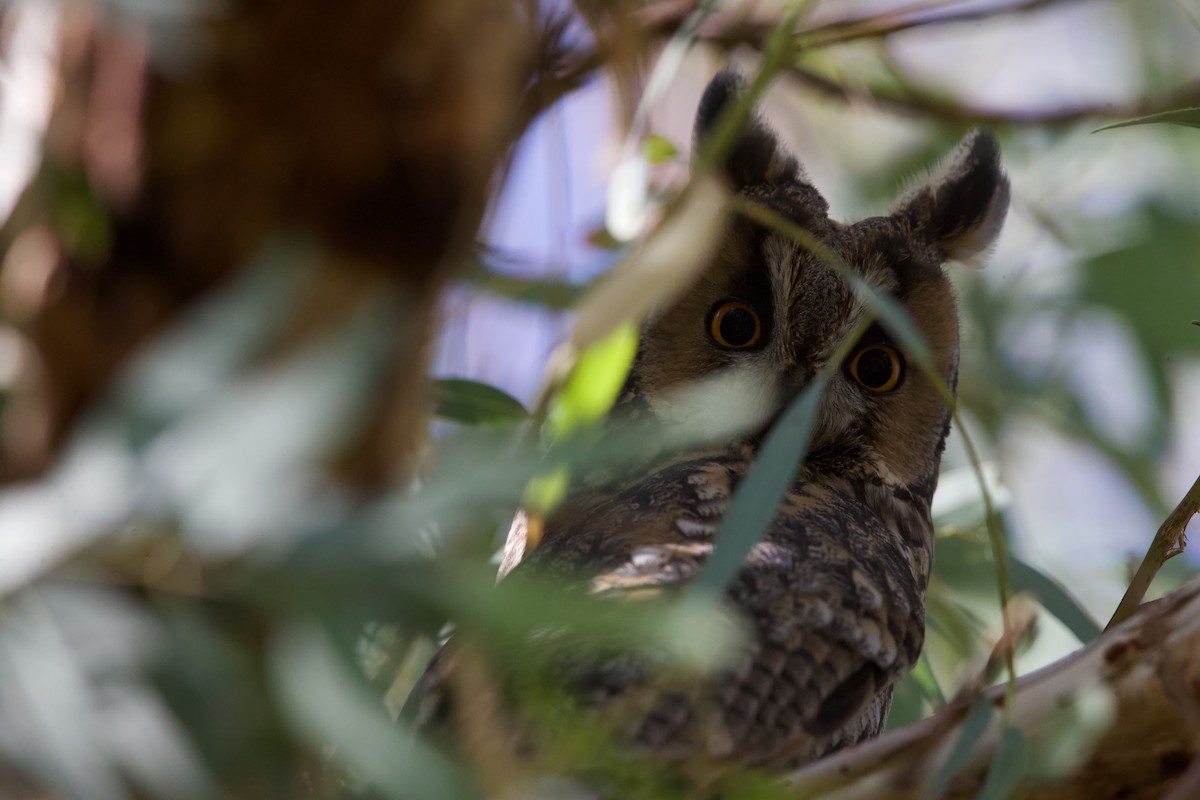 Ушастая сова - ML644879427