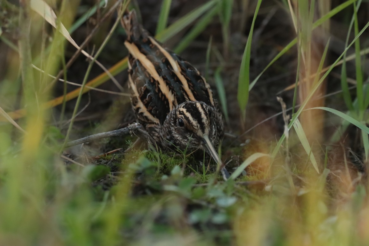 Jack Snipe - ML644879431