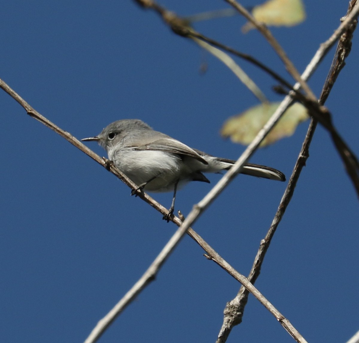 Голубая комароловка - ML644879435