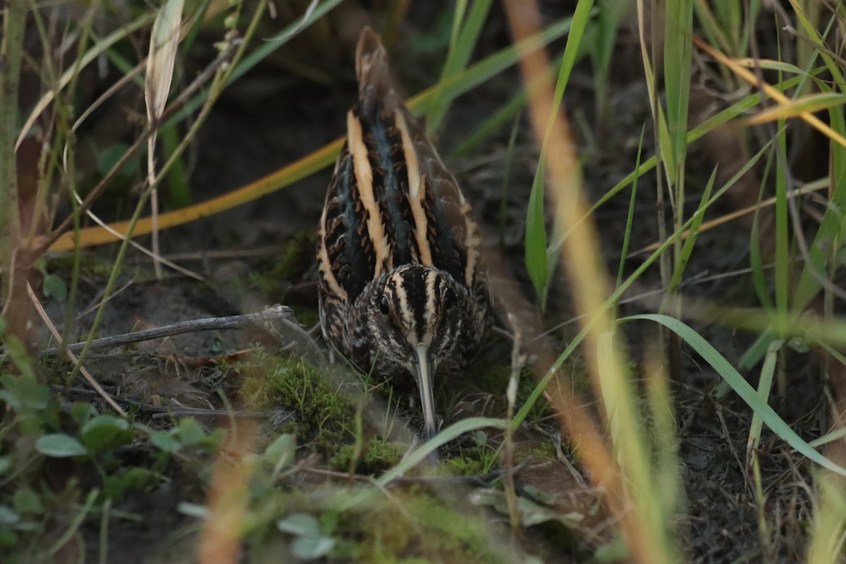 Jack Snipe - ML644879436
