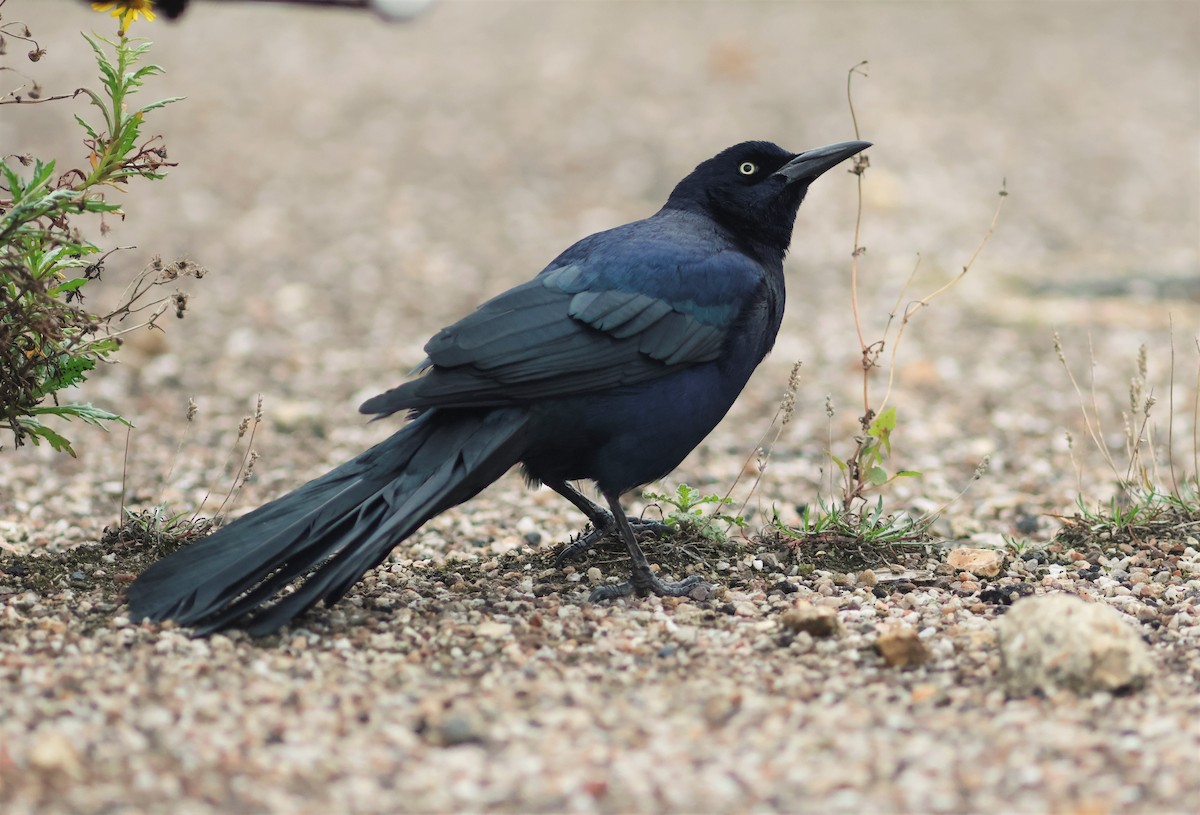 Boat-tailed Grackle - ML644879437