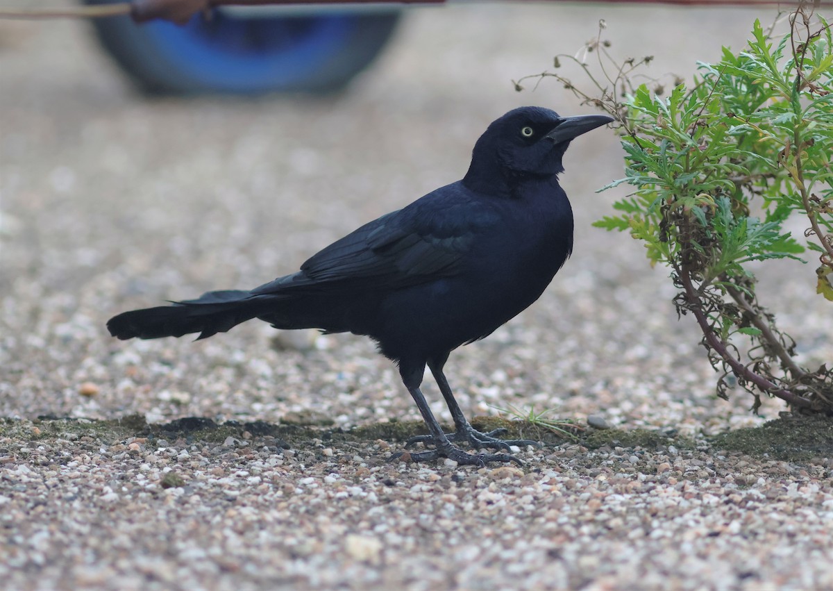 Boat-tailed Grackle - ML644879445