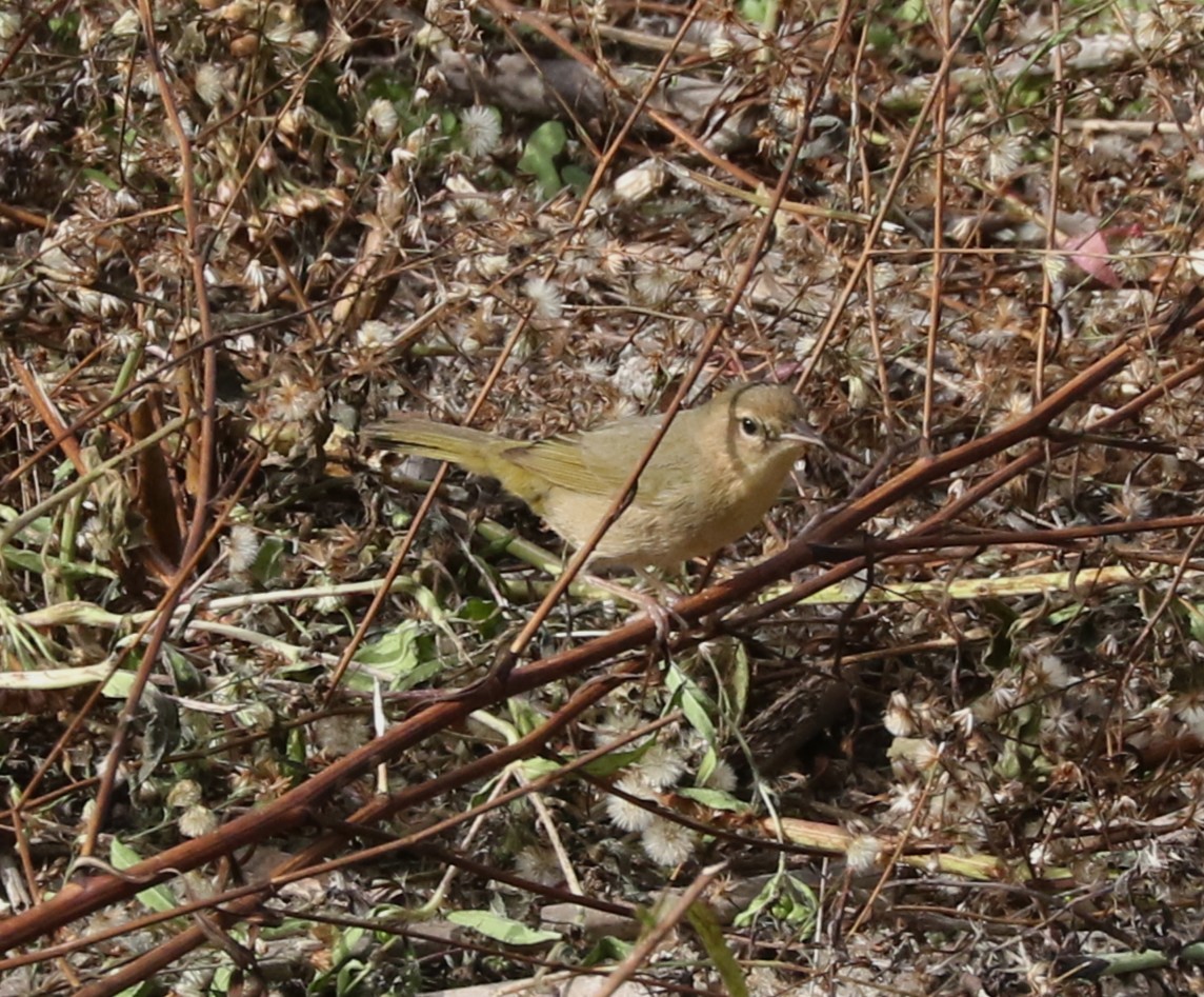 Common Yellowthroat - ML644879458