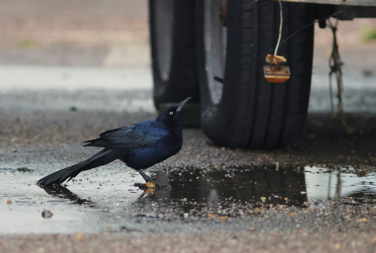 Boat-tailed Grackle - ML644879460