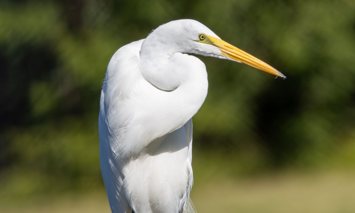 Great Egret - ML644879463