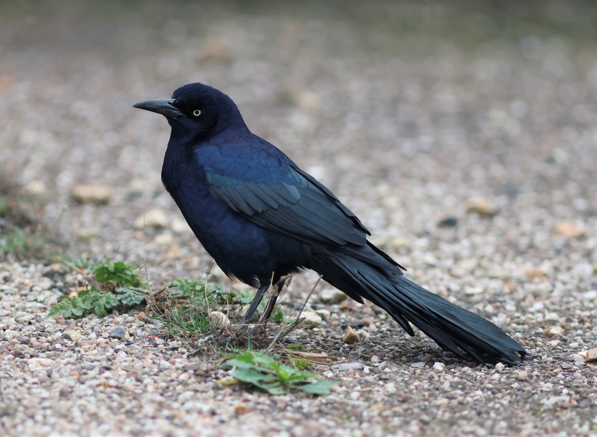 Boat-tailed Grackle - ML644879466