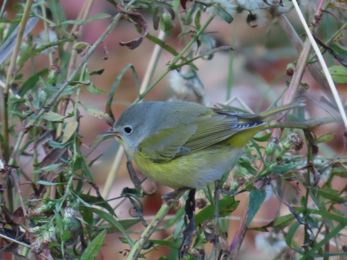 Nashville Warbler - ML644879469