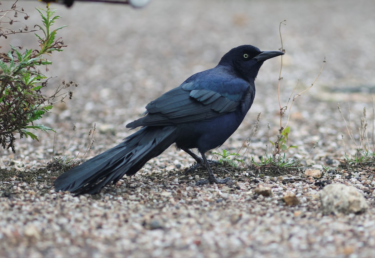 Boat-tailed Grackle - ML644879477