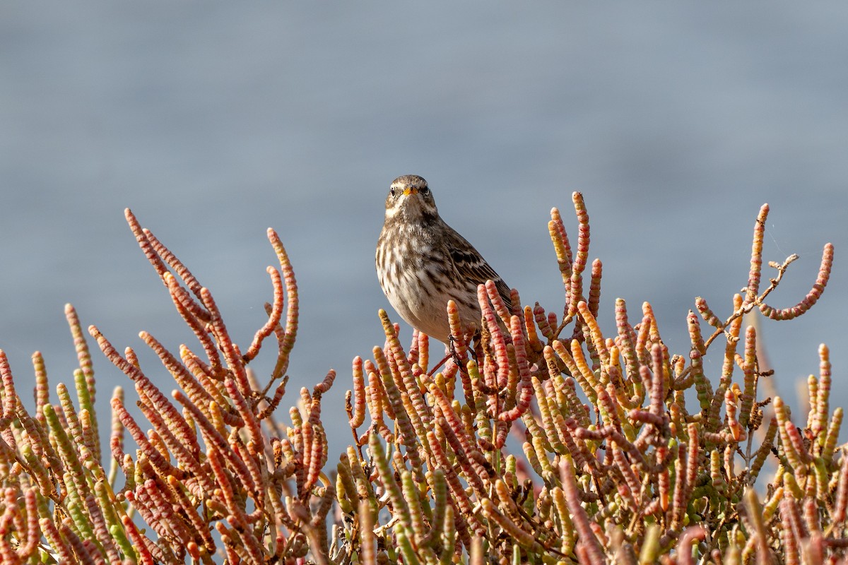 Water Pipit - ML644879485