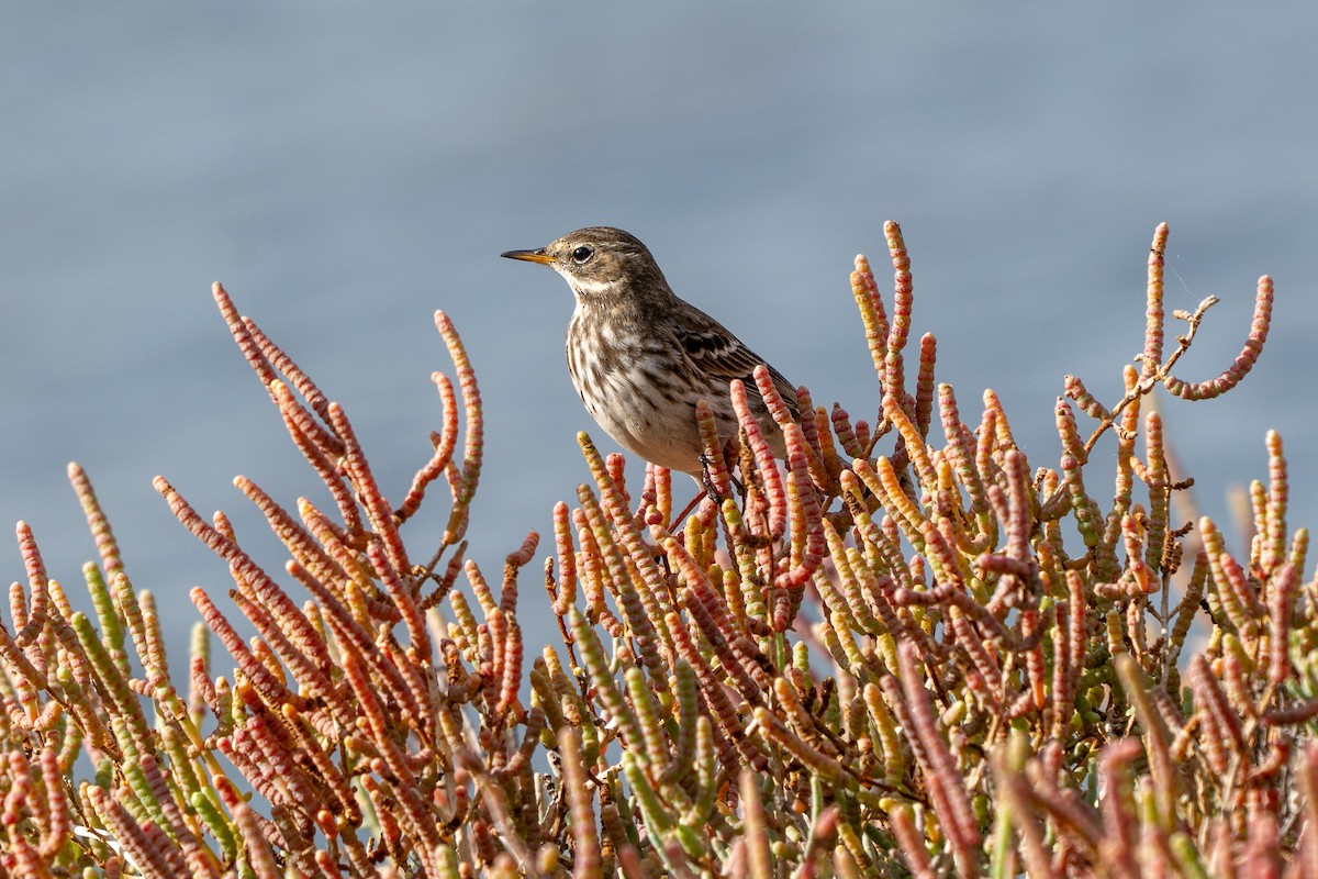Water Pipit - ML644879486