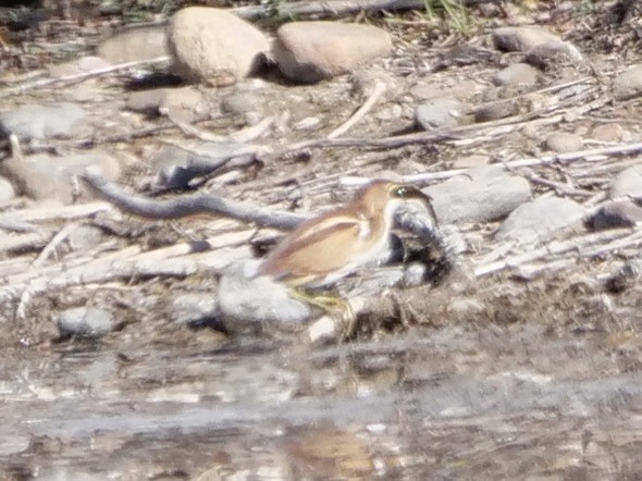 Least Bittern - ML644879494