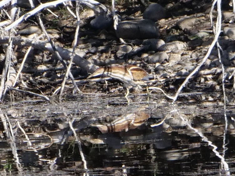 Least Bittern - ML644879495