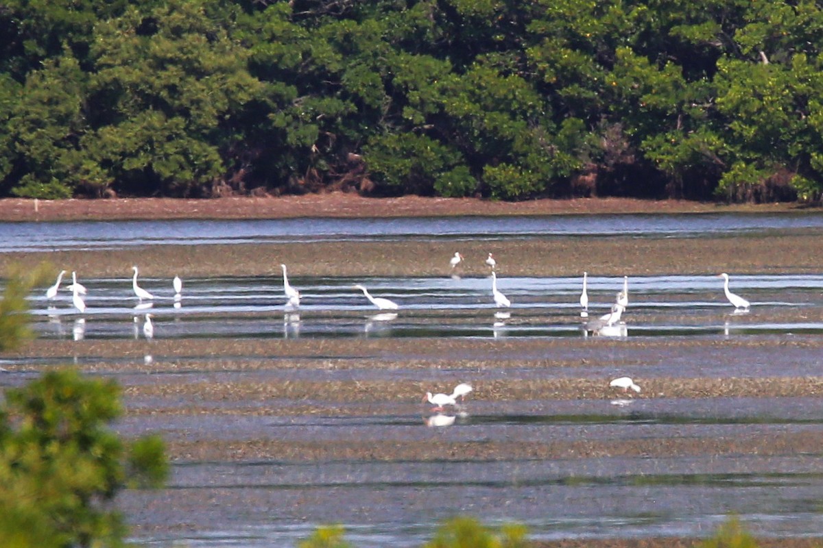 Great Egret - ML644879547