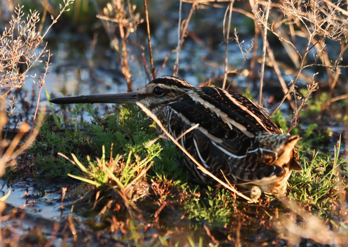 Common Snipe - ML644879553