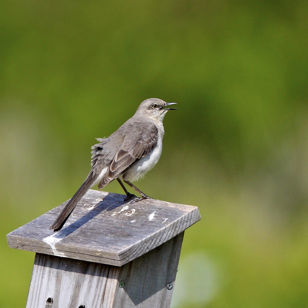 Northern Mockingbird - ML644879562