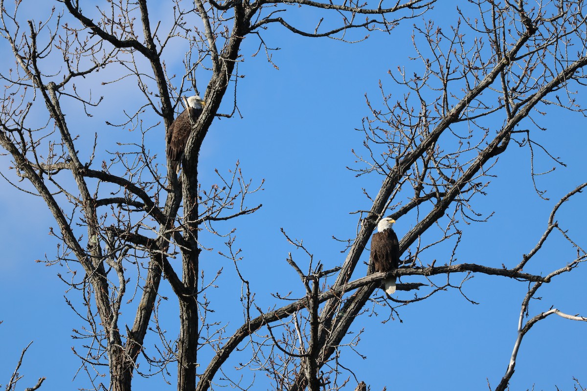 hvithodehavørn - ML644879566