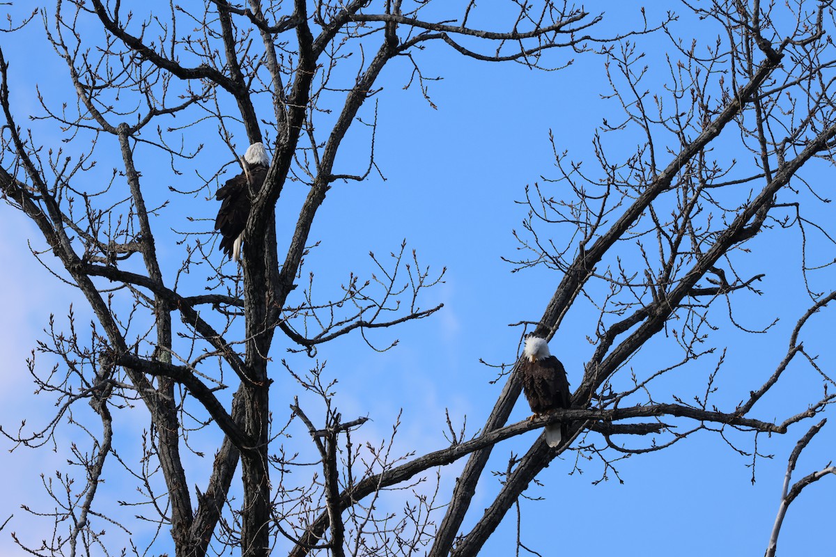 hvithodehavørn - ML644879567