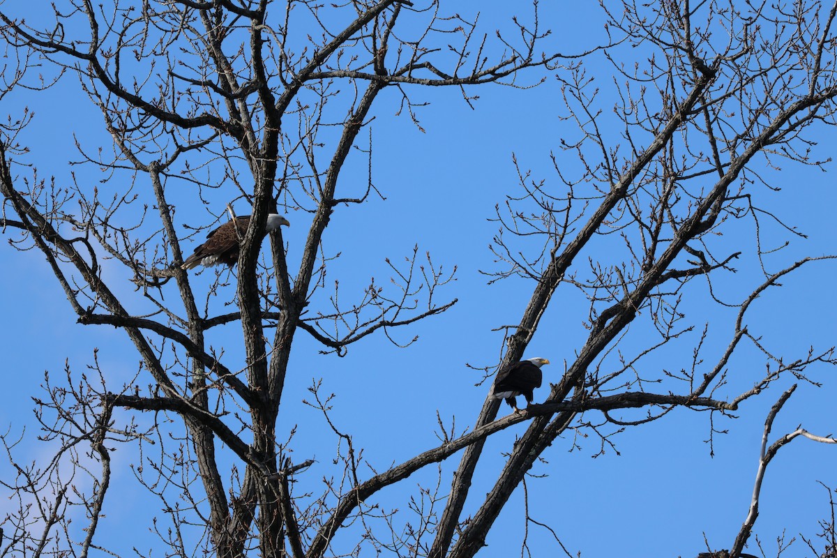 hvithodehavørn - ML644879569