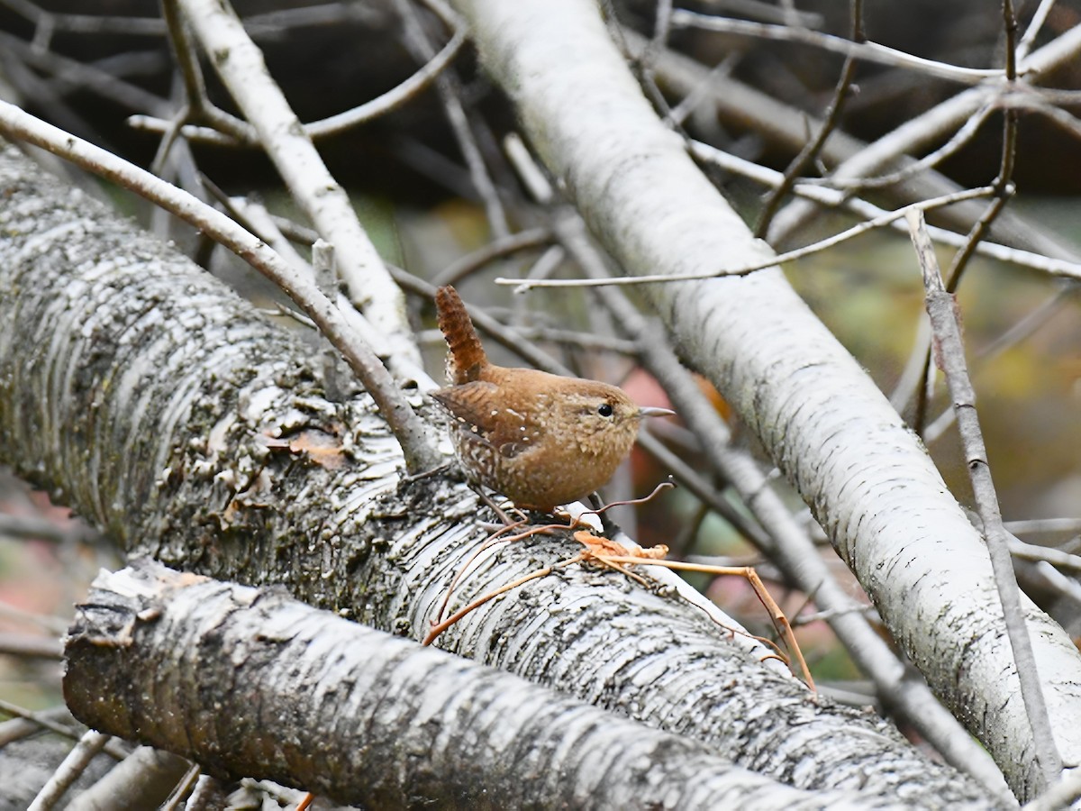 Winter Wren - ML644879570