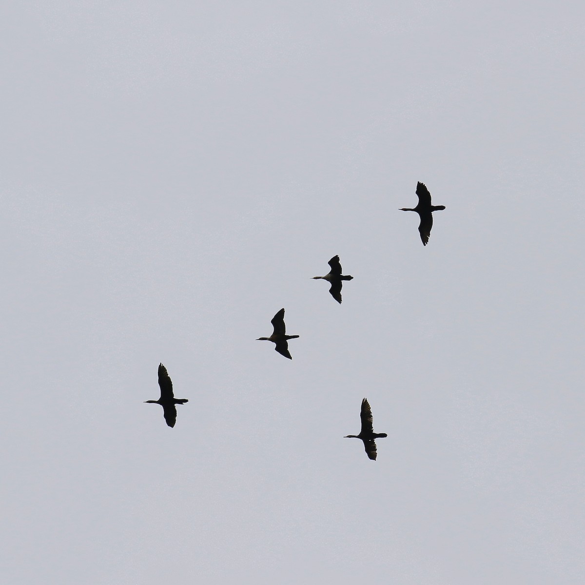 Double-crested Cormorant - ML644879576