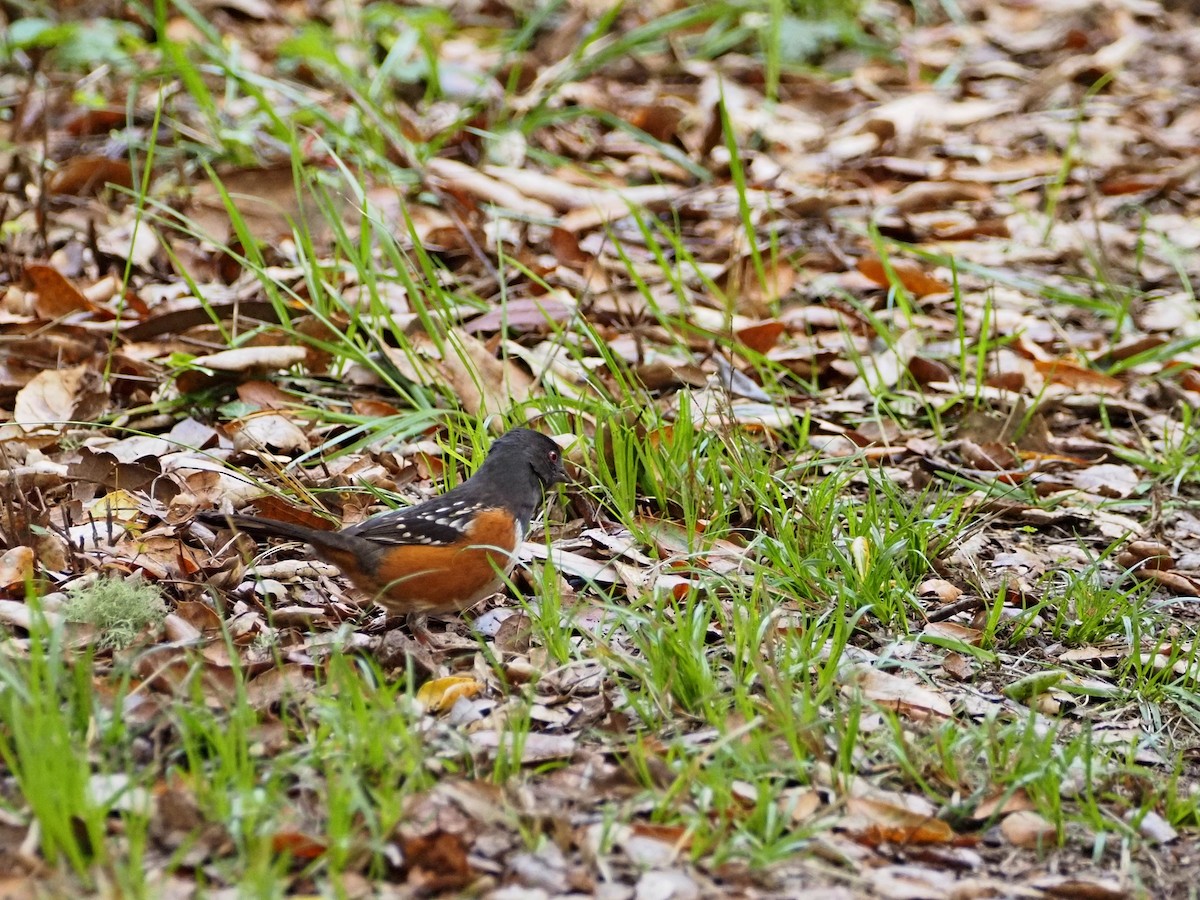 Spotted Towhee - ML644879577