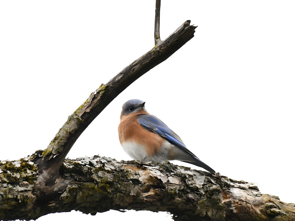 Eastern Bluebird - ML644879582