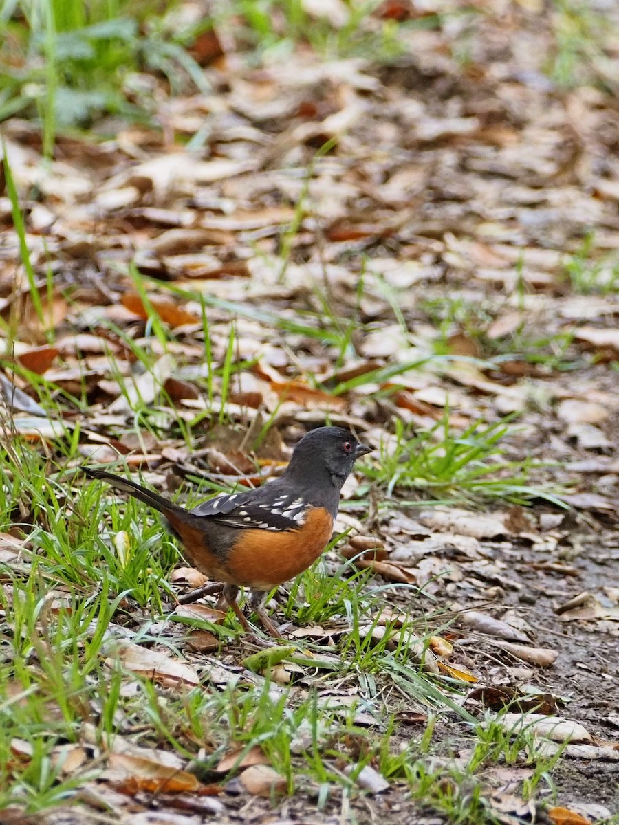 Spotted Towhee - ML644879591