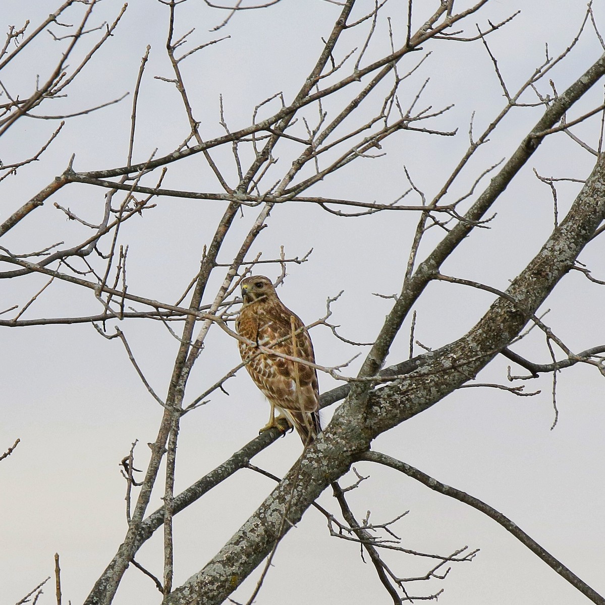 Red-shouldered Hawk - ML644879621
