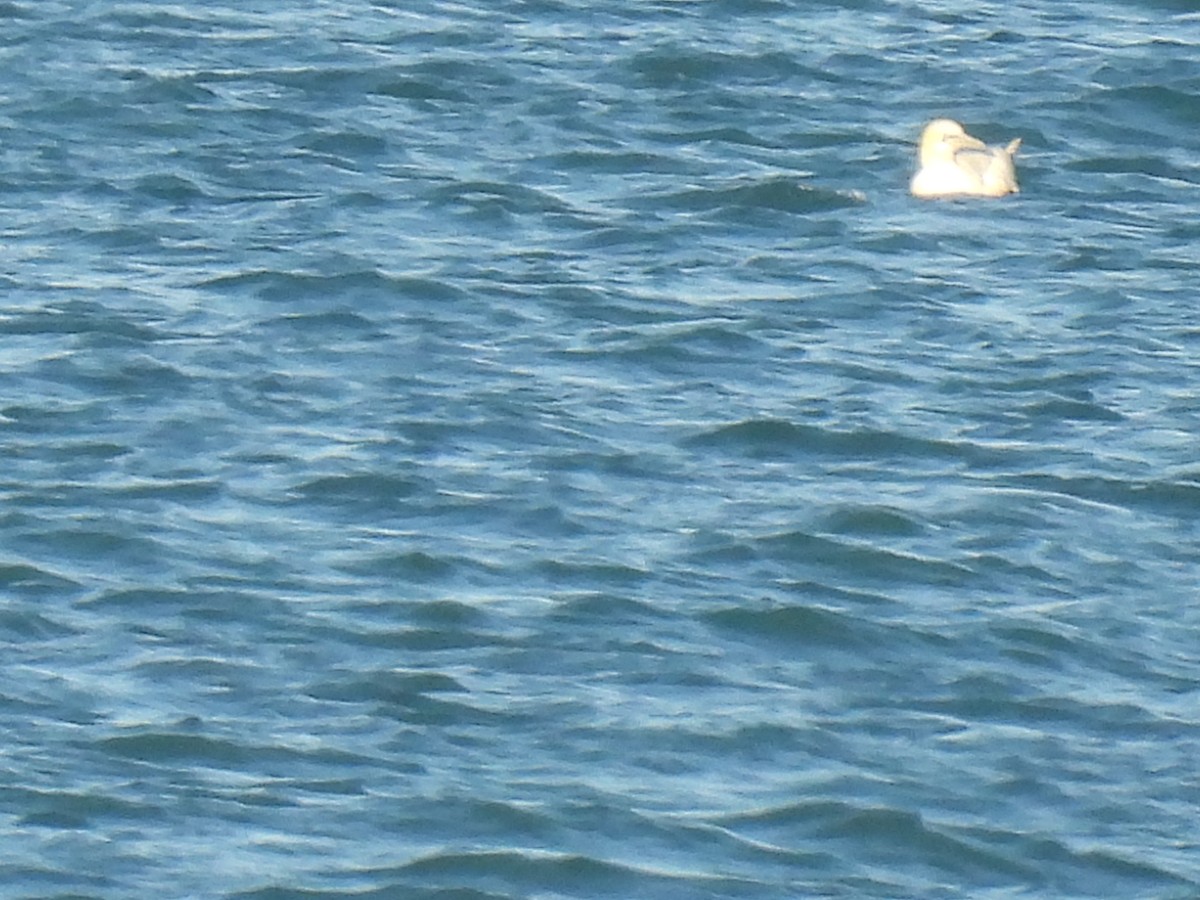 Alcatraz Atlántico - ML644879626