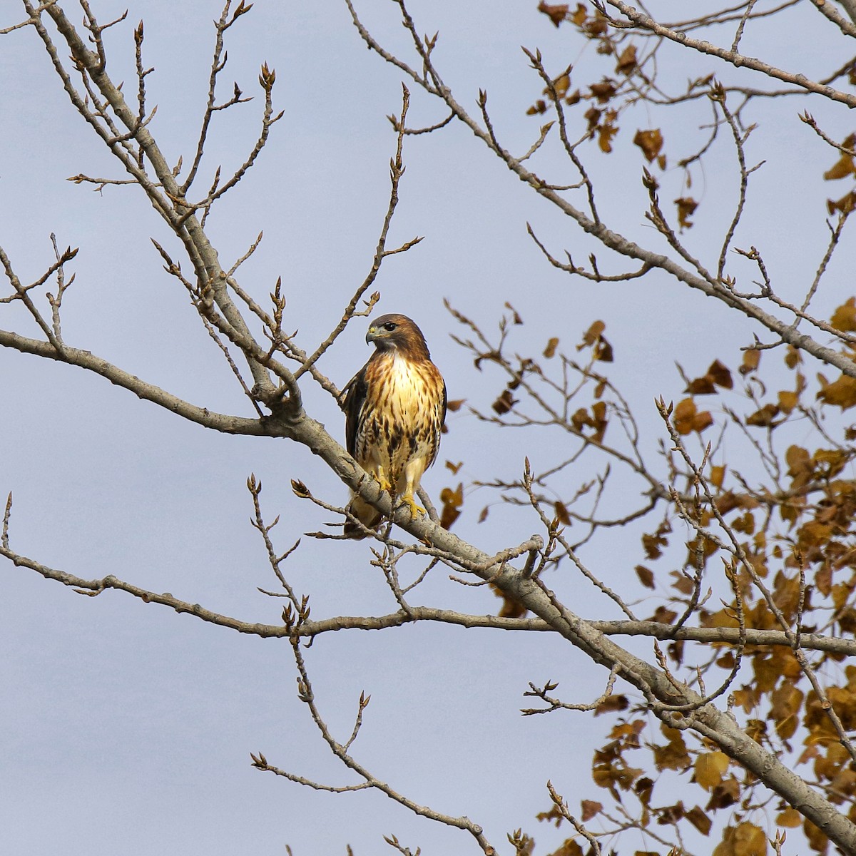 Red-tailed Hawk - ML644879631