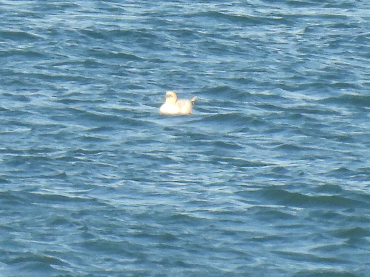 Alcatraz Atlántico - ML644879636