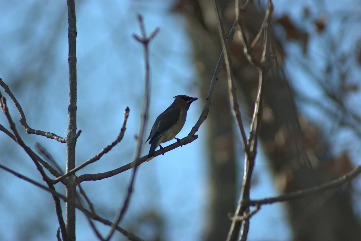 Jaseur d'Amérique - ML644879649