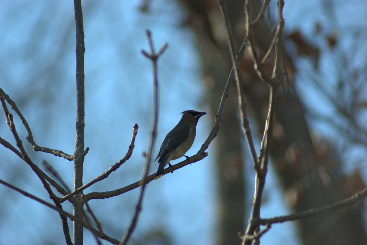 Jaseur d'Amérique - ML644879650