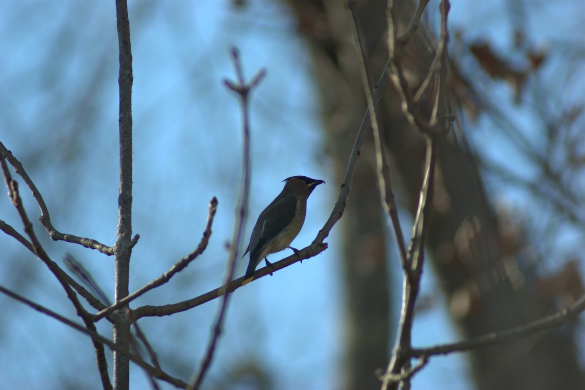 Jaseur d'Amérique - ML644879651