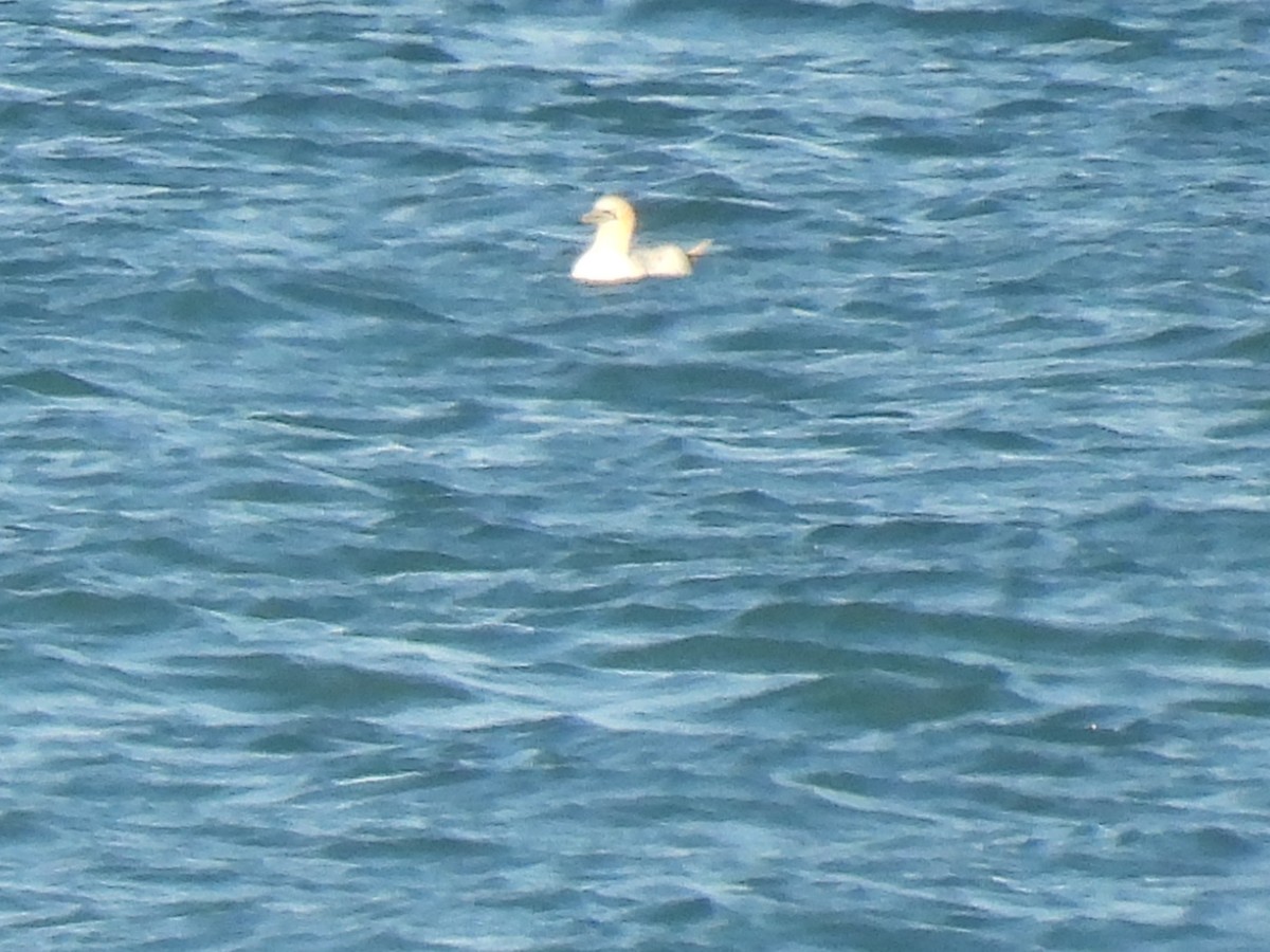 Alcatraz Atlántico - ML644879652